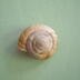 Coquille d'escargot