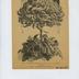 Catalogue de graines de semence "Vilmorin-Andrieux et Cie"