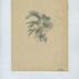 Catalogue de semences Honoré Roumanille et Fils