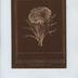 Catalogue de semences Honoré Roumanille et Fils